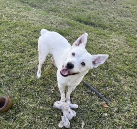 Banjo